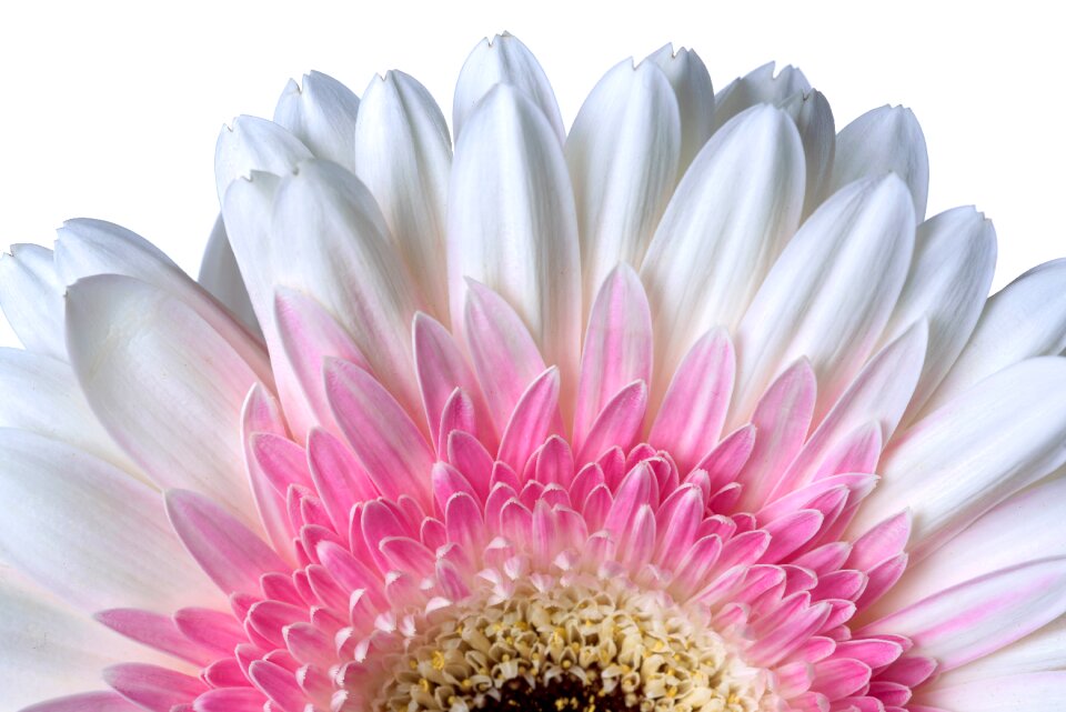 Petal floral blooming
