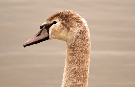 Water bird water bird