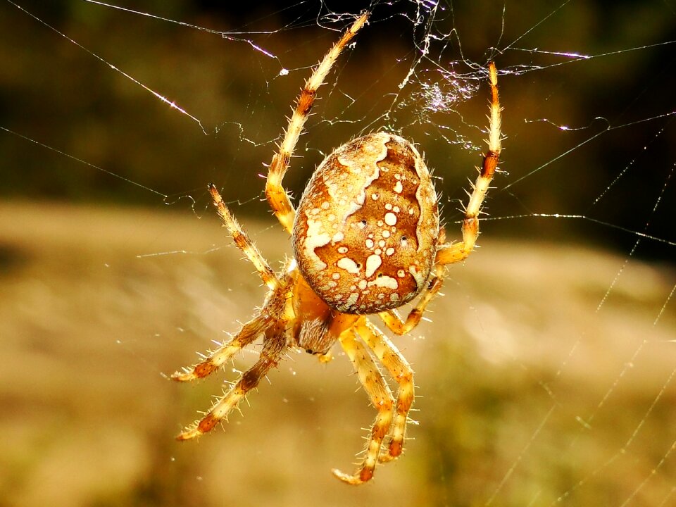 Insect invertebrates animals