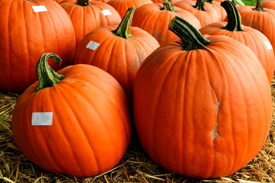 Halloween orange pumpkins autumn