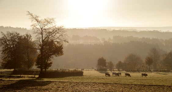 Pasture morning landscape