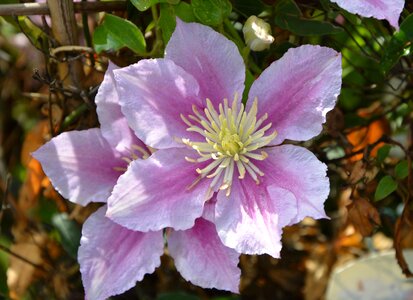 White flower dew purity fragrance garden nature