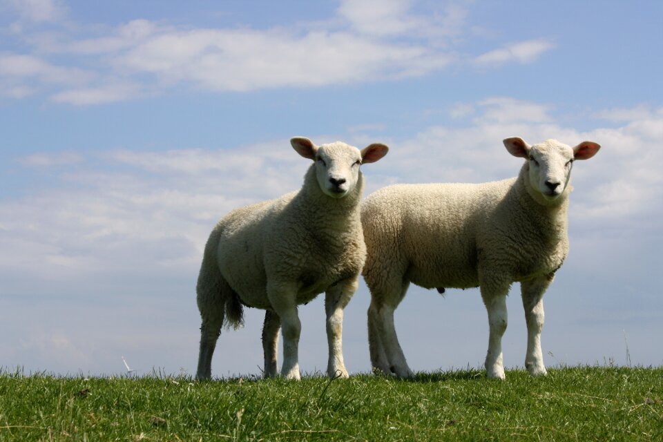 Grass mammal sheep