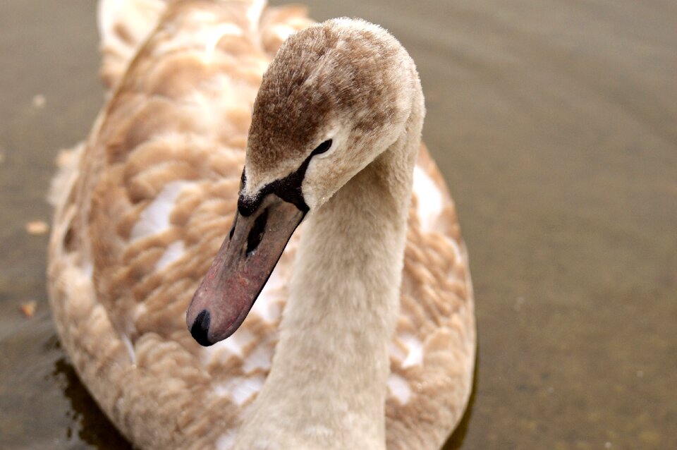 Water bird water bird