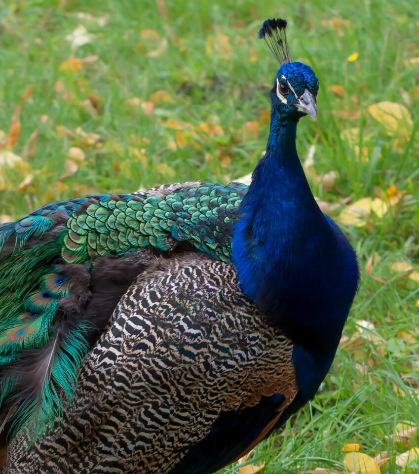 Nature animal world majestic