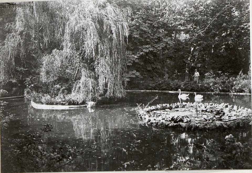 Aus dem Giardino Publico, Triest (BildID 15606222)