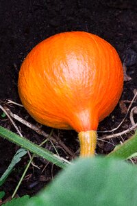 Garden humus earth