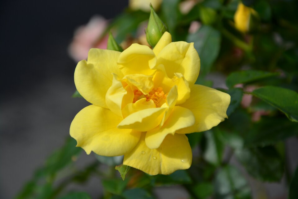 Floral composition garden blooming