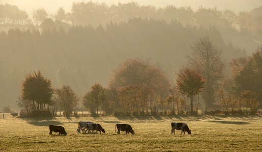 Pasture morning landscape photo