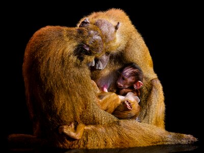 Primate baboon shinxpavian photo
