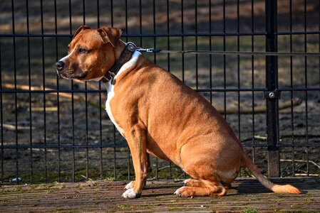 Canine pet domestic