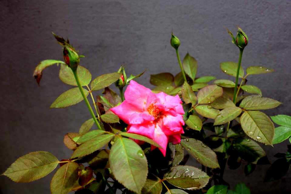 Nature petal romance