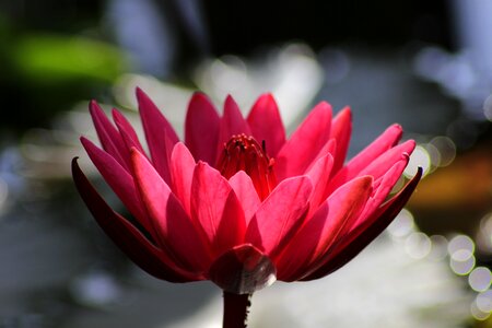 Aquatic plant teichplanze pink water lily photo