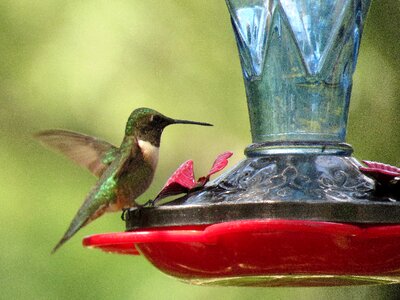 Hummingbird colorful wildlife