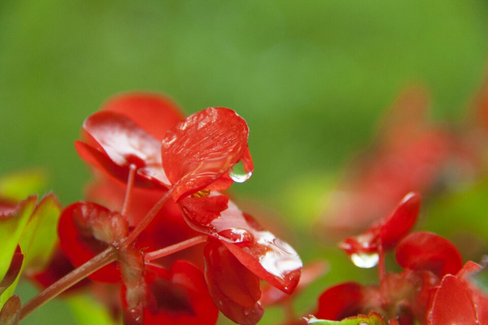 Nature plant garden