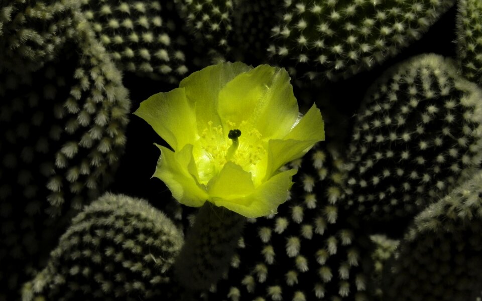Flowers succulent plant Free photos