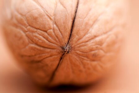 Walnuts macro shell