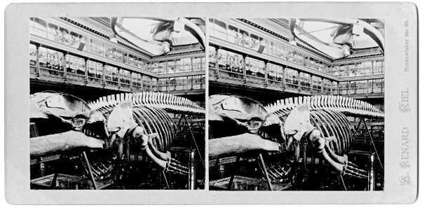 Ausstellungshalle des Zoologischen Museums mit Walskelett (Kiel 44.640)