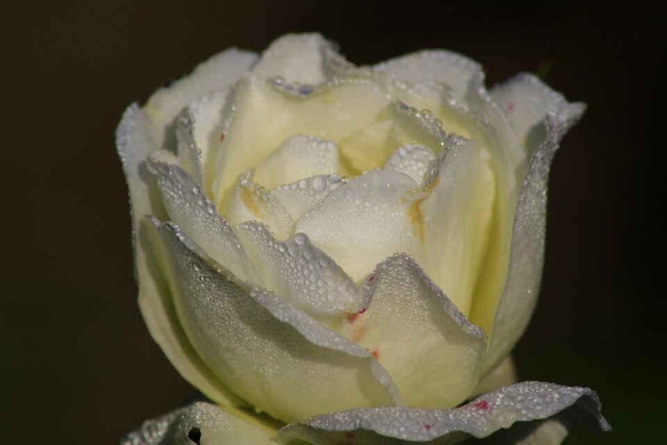 Dew rose bloom romantic