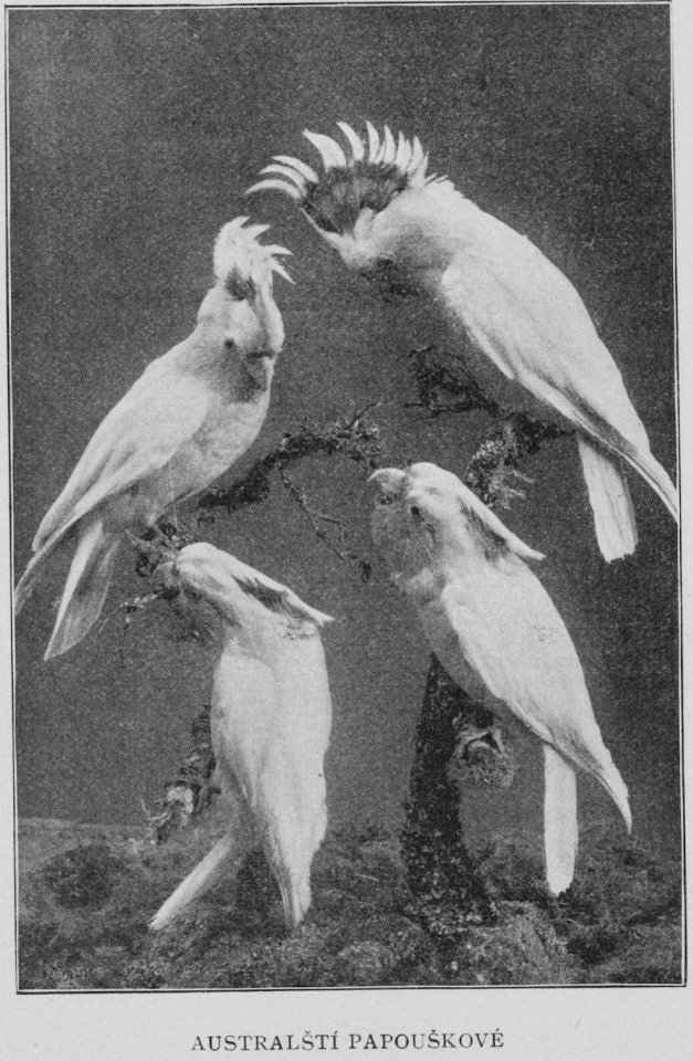 Australian Parrots 1901 Korensky