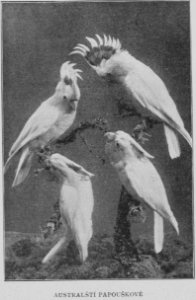 Australian Parrots 1901 Korensky photo