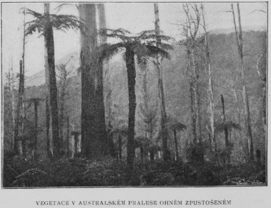 Australian Forest After Fire 1901 Korensky
