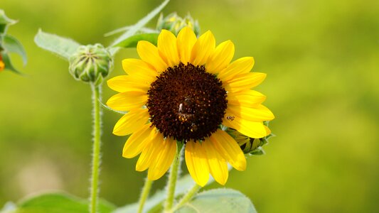 Summer leaf floral