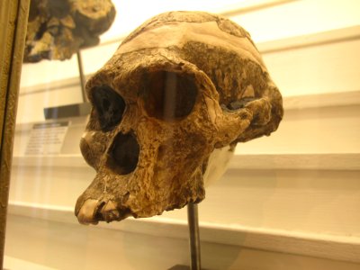 Australopithecus africanus IMG 2926