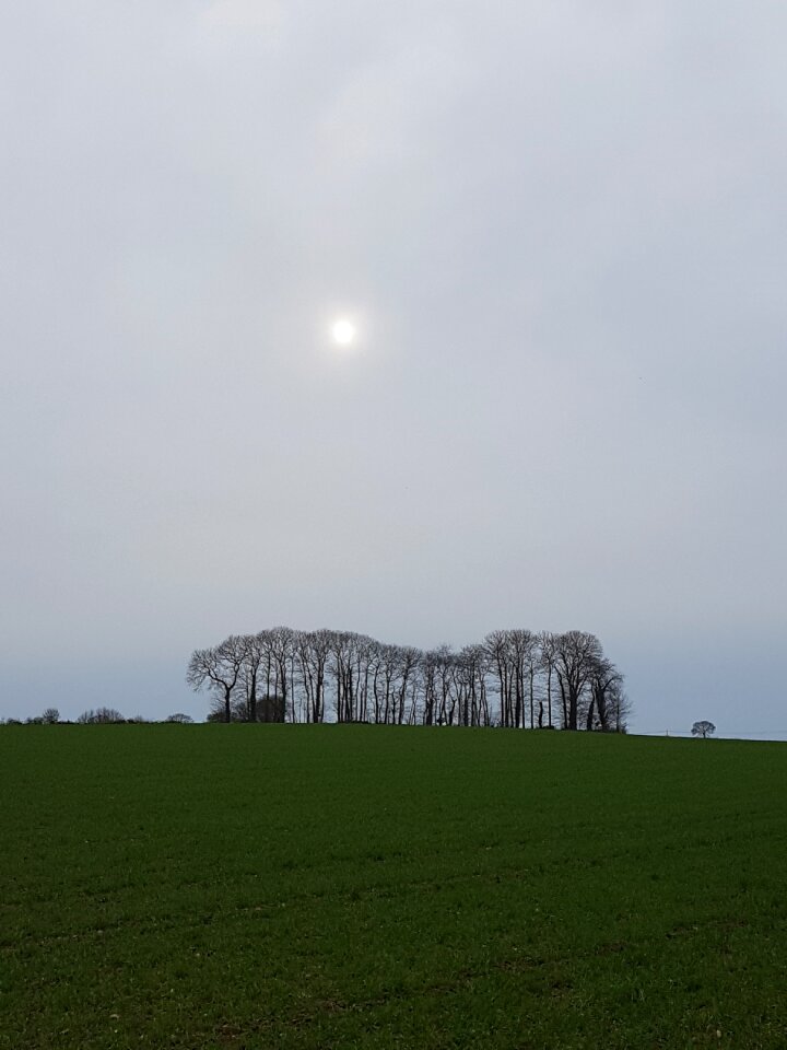 Campagne champ arbres