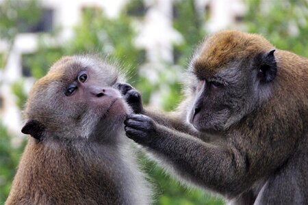 Ape wildlife animal