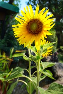 Flora summer yellow
