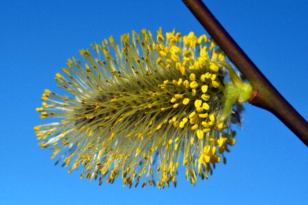 Filigree flowers yellow