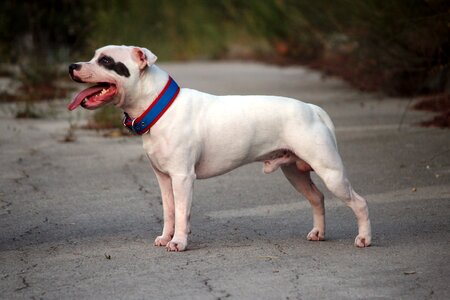 Bull terrier white dog white staffy