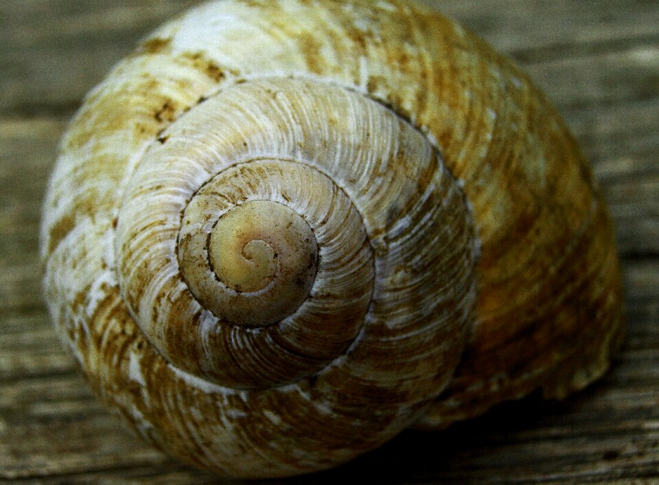 Snail spiral macro