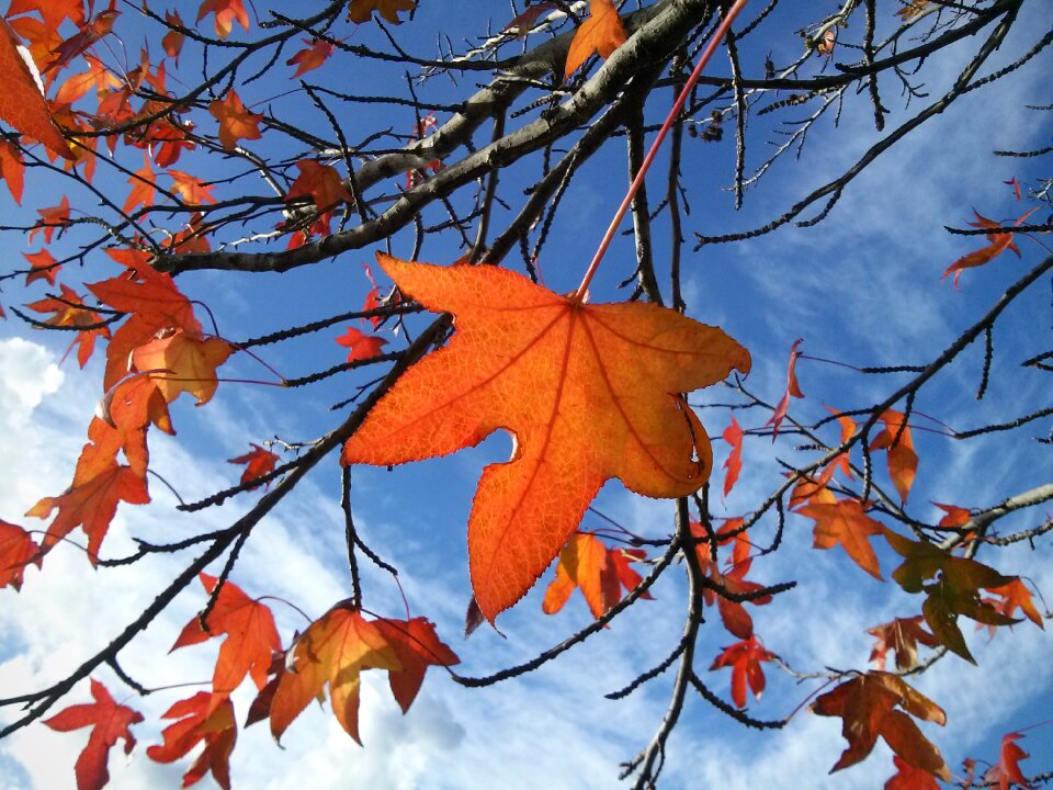 Colors fall tree