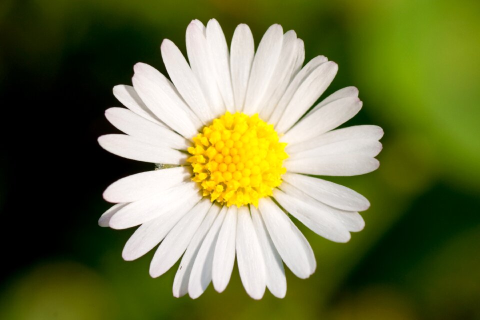 Daisy innocence meadow