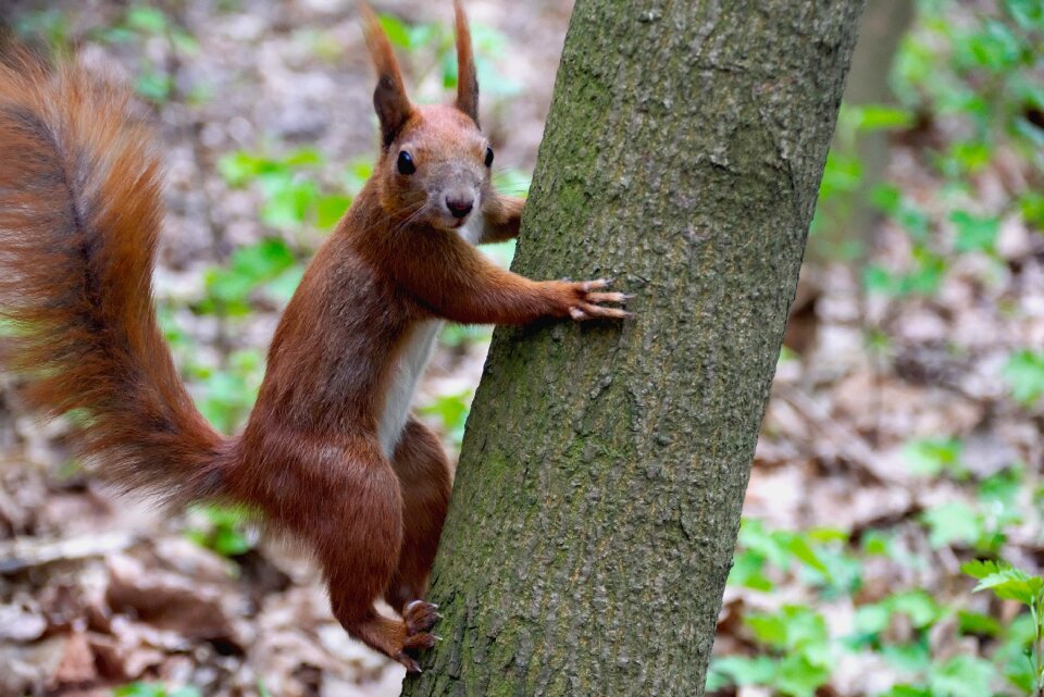 Ruda nature animals