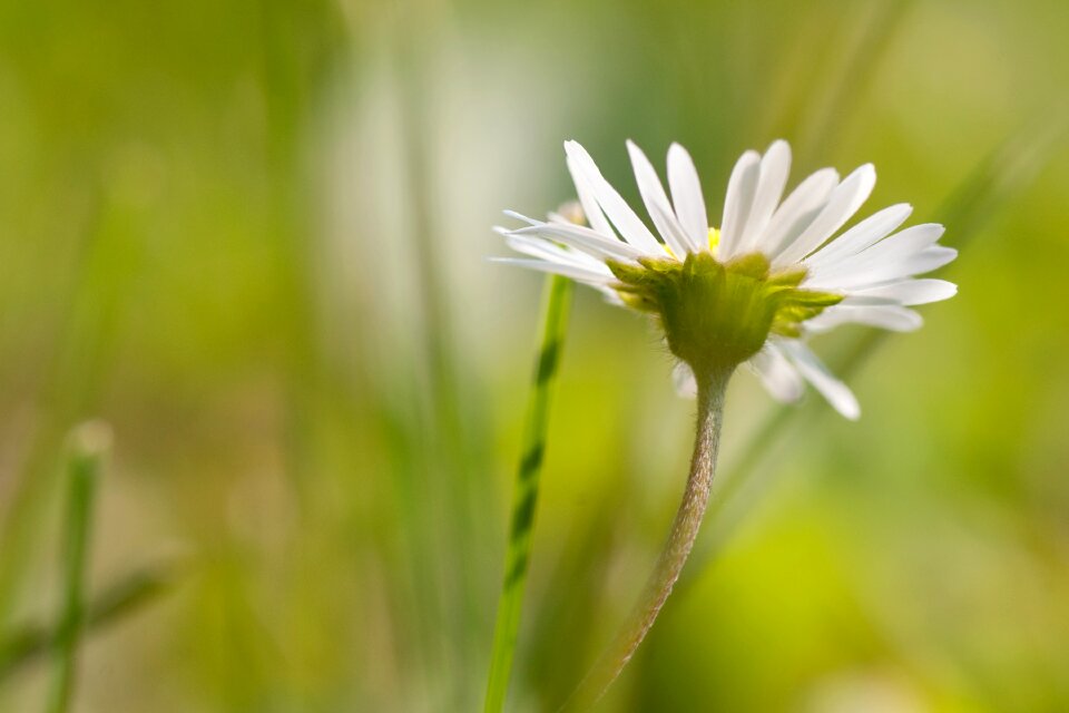 Daisy innocence meadow