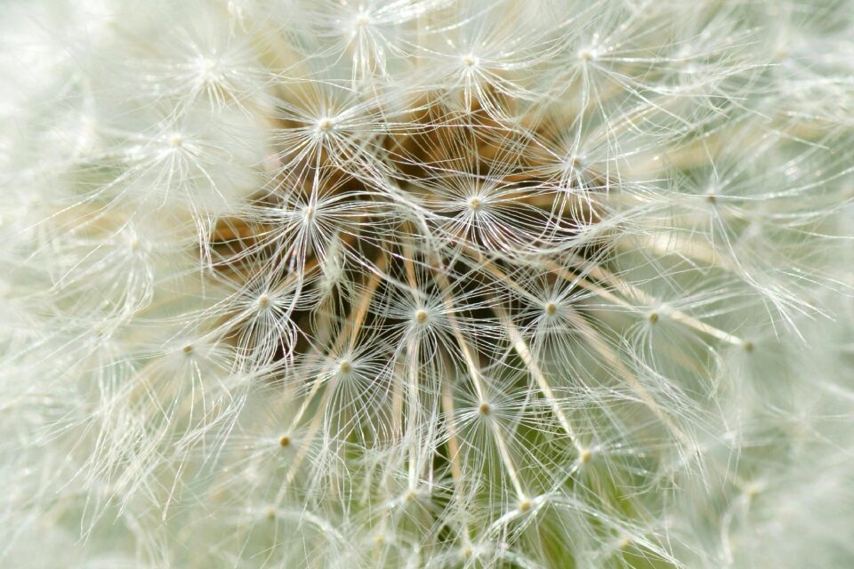 Chmíří faded dandelion hairy