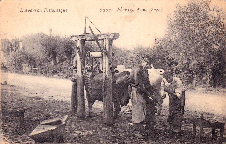 Aveyron Pittoresque 5902 - Ferrage d'une vache