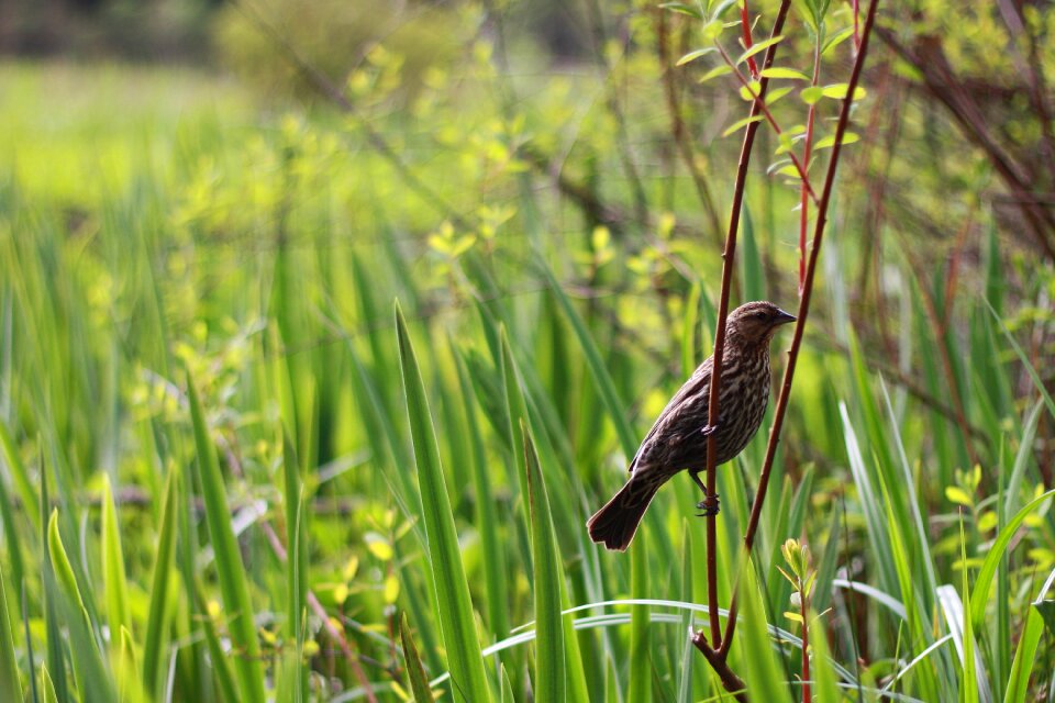 Animal wildlife nature