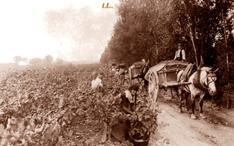 Avignon Château de Courtine les vendanges