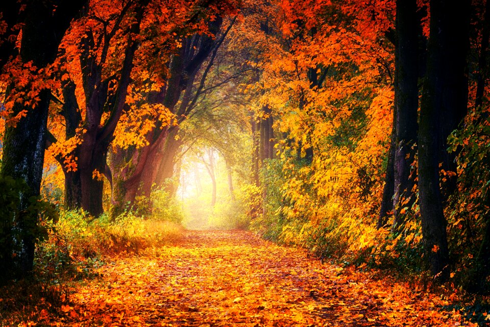Leaves tree nature