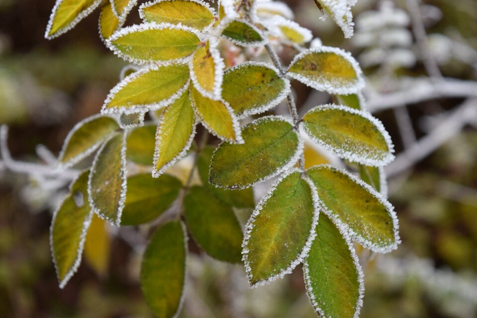 Plant close up frost