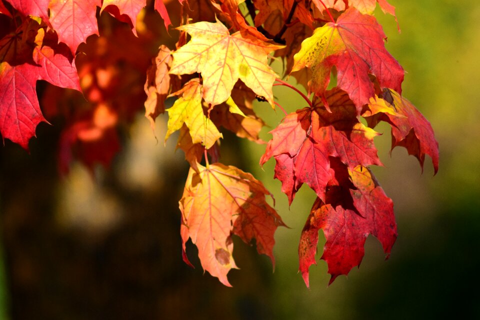 Maple leaves colorful fall foliage