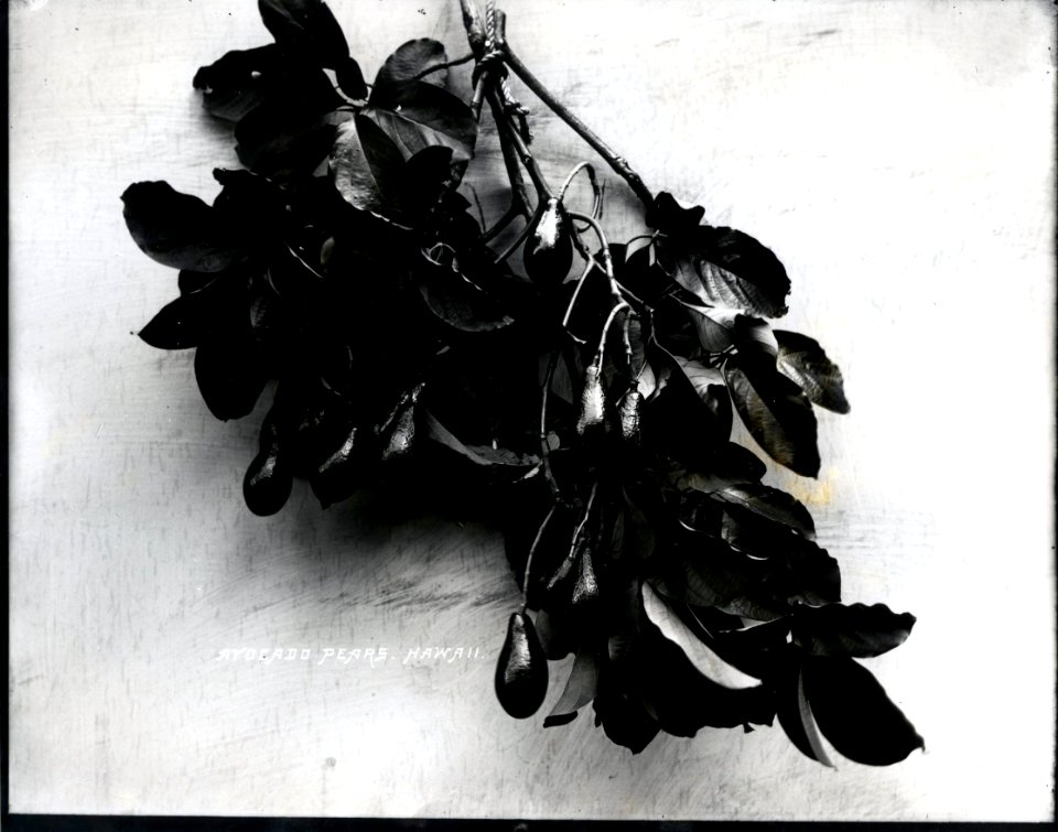 Avocado Pears, photograph by Brother Bertram