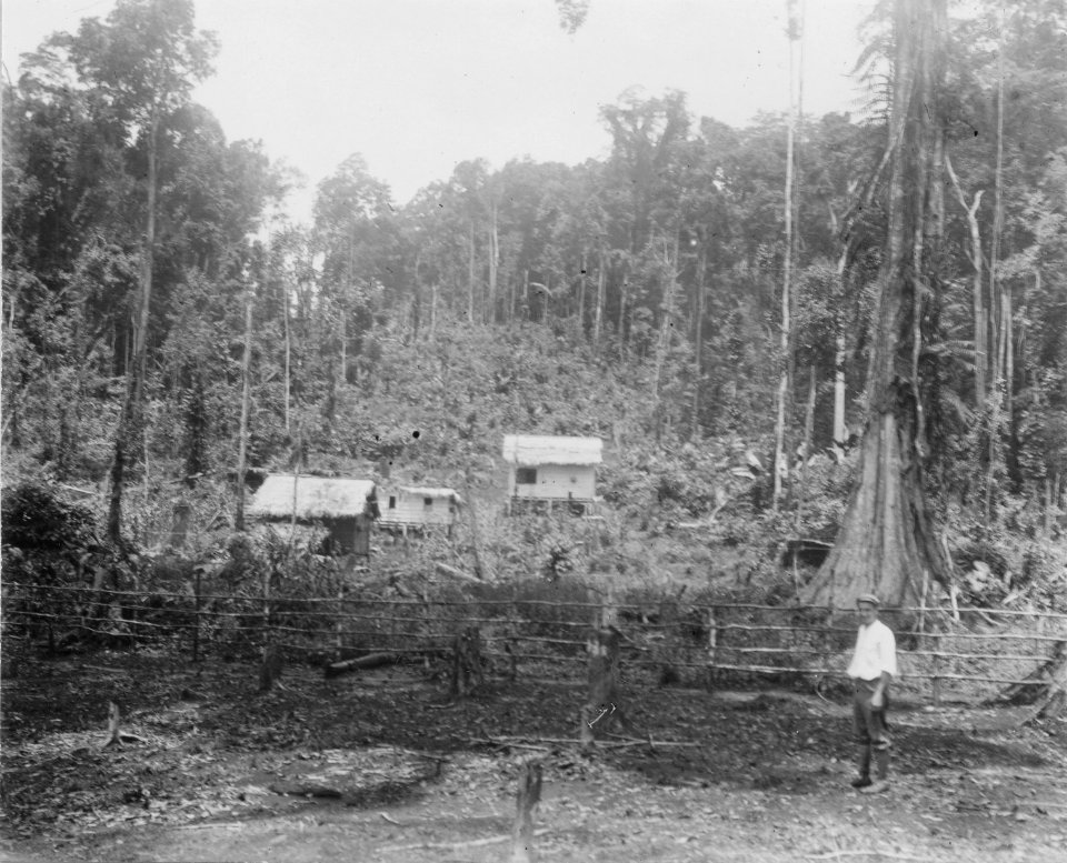 Avocats plantage vid kalkbrottet. Sulawesi, Kabupaten Bolaang Mongondow. Indonesien - SMVK - 010682b