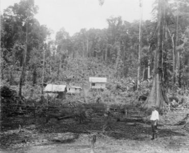 Avocats plantage vid kalkbrottet. Sulawesi, Kabupaten Bolaang Mongondow. Indonesien - SMVK - 010682b