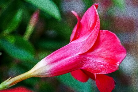 Flower macro trumpet shaped