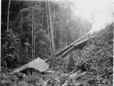 Avocats plantage vid kalkbrottet. Kabupaten Bolaang Mongondow, Sulawesi. Indonesien - SMVK - 010682